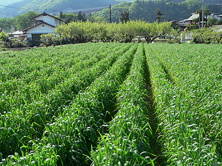 Image showing rural agriculture field