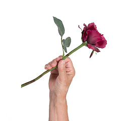 Image showing Old hand giving a rose