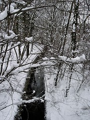 Image showing snowy wood