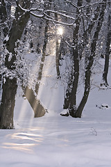 Image showing Frozen beauty