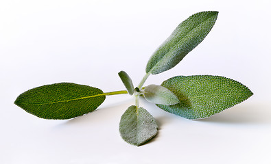 Image showing Sage (salvia) sprig