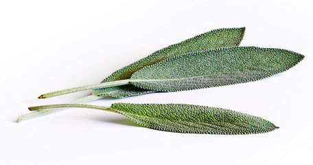 Image showing Sage (salvia) leaves