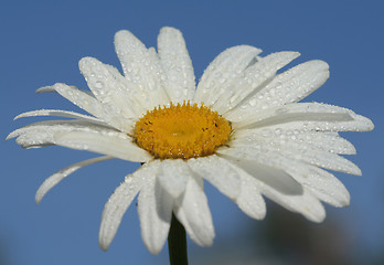 Image showing Daisy