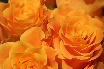 Image showing Roses