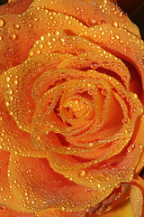 Image showing Rose