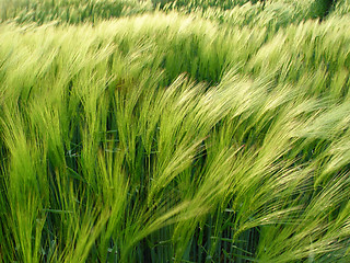 Image showing barley in the wind