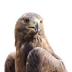 Image showing Beautiful strong raptor golden eagle bird