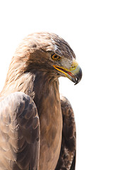 Image showing Vertical close-up profile portrait of golden eagle