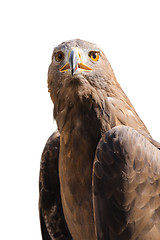 Image showing Portrait of wild golden eagle predator bird
