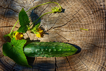 Image showing Fresh green cucumber