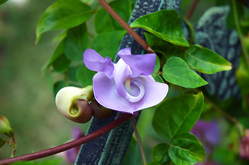 Image showing Corkscrew Vine - Shell Plant