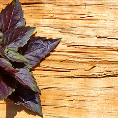 Image showing Red basil leaves on wooden background.