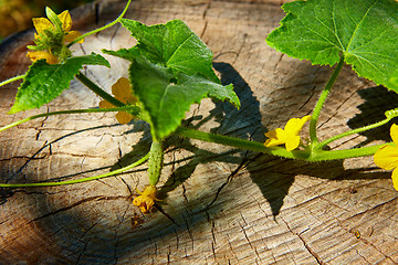 Image showing young Cucumber in the garden