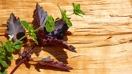 Image showing Red basil leaves on wooden background.