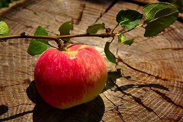 Image showing Top view red apple. 