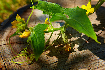 Image showing young Cucumber in the garden