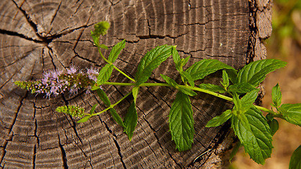 Image showing peppermint on wooden table