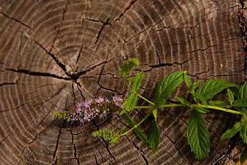 Image showing peppermint on wooden table