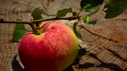 Image showing Top view red apple. 