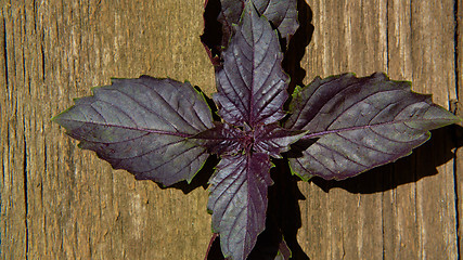 Image showing Red basil leaves on wooden background.