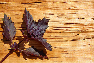 Image showing Red basil leaves on wooden background.