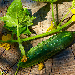 Image showing Fresh green cucumber