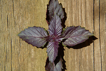 Image showing Red basil leaves on wooden background.