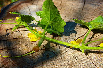 Image showing young Cucumber in the garden