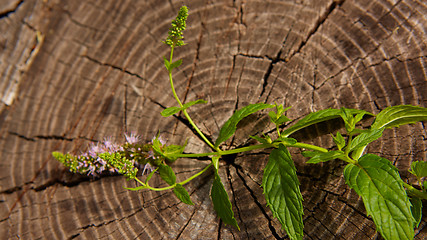 Image showing peppermint on wooden table