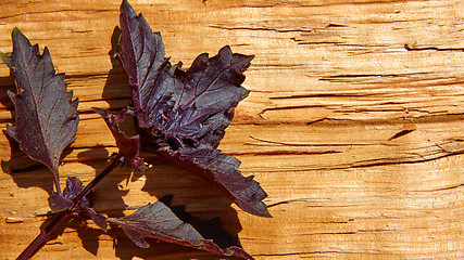 Image showing Red basil leaves on wooden background.