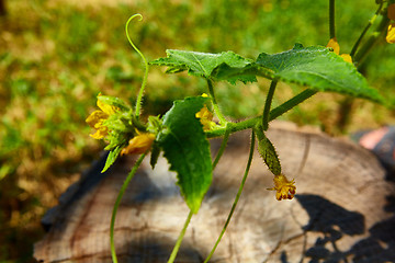 Image showing young Cucumber in the garden