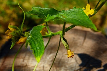 Image showing young Cucumber in the garden