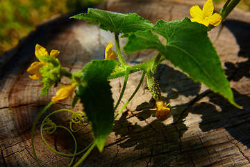 Image showing young Cucumber in the garden