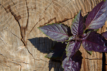 Image showing Red basil leaves on wooden background.