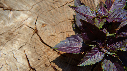 Image showing Red basil leaves on wooden background.