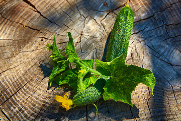 Image showing Fresh green cucumber