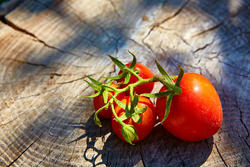 Image showing Fresh organic tomatoes 