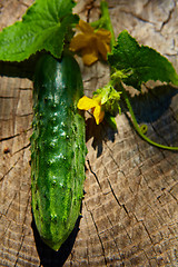 Image showing Fresh green cucumber