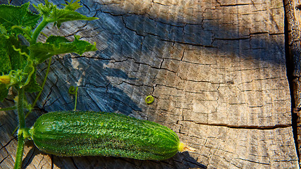 Image showing Fresh green cucumber