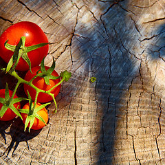 Image showing Fresh organic tomatoes 