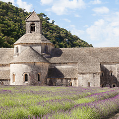 Image showing Lavander field