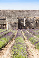 Image showing Lavander field