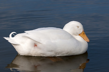 Image showing Domestic Geese