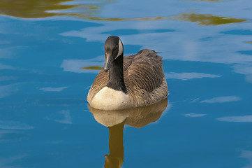 Image showing Canadian Geese