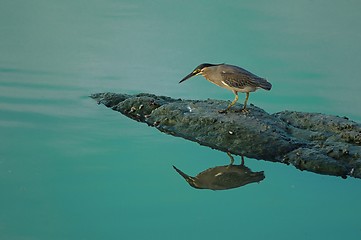 Image showing Little Green Heron