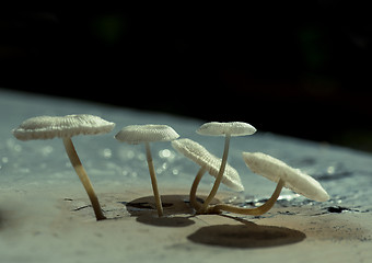 Image showing Mushroom