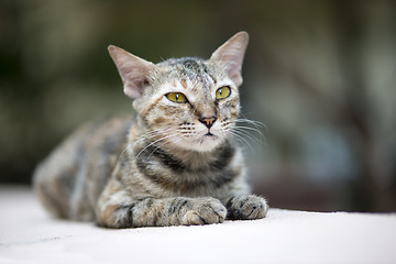 Image showing Cat on the Wall