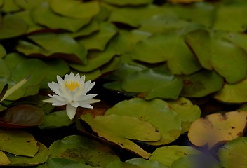 Image showing Pink Lily