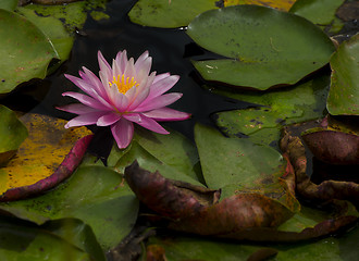 Image showing Pink Lily