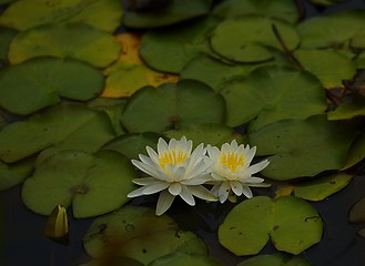 Image showing Pink Lily